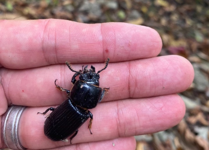 Bess Beetle